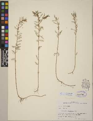  (Haloragaceae - CCDB-24917-H04)  @11 [ ] CreativeCommons - Attribution (2014) Linda Jennings University of British Columbia
