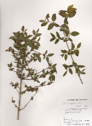  (Lonicera subhispida - PDBK2000-0247)  @11 [ ] Copyright (2000) Ki Joong Kim Korea University Herbarium (KUS)