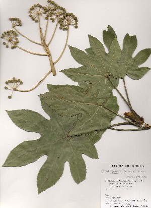  ( - PDBK2000-0252)  @11 [ ] Copyright (2000) Ki Joong Kim Korea University Herbarium (KUS)