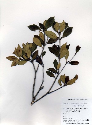  ( - PDBK2000-0269)  @11 [ ] Copyright (2000) Ki Joong Kim Korea University Herbarium (KUS)