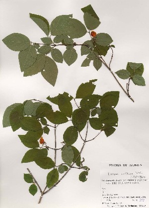  (Lonicera praeflorens - PDBK2000-0597)  @11 [ ] Copyright (2000) Ki Joong Kim Korea University Herbarium (KUS)