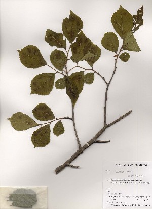  (Ulmus macrocarpa - PDBK2000-0620)  @11 [ ] Copyright (2000) Ki Joong Kim Korea University Herbarium (KUS)
