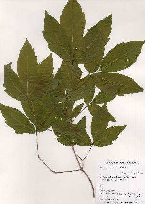  ( - PDBK2000-0664)  @11 [ ] Copyright (2000) Ki Joong Kim Korea University Herbarium (KUS)