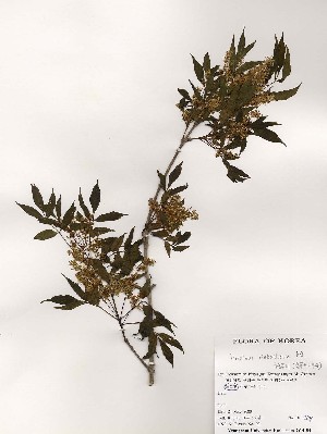  ( - PDBK2000-0789)  @11 [ ] Copyright (2000) Ki Joong Kim Korea University Herbarium (KUS)