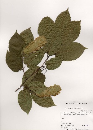  ( - PDBK2000-0812)  @11 [ ] Copyright (2000) Ki Joong Kim Korea University Herbarium (KUS)