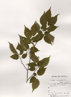  ( - PDBK2000-0841)  @11 [ ] Copyright (2000) Ki Joong Kim Korea University Herbarium (KUS)