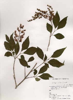  ( - PDBK2000-0852)  @11 [ ] Copyright (2000) Ki Joong Kim Korea University Herbarium (KUS)