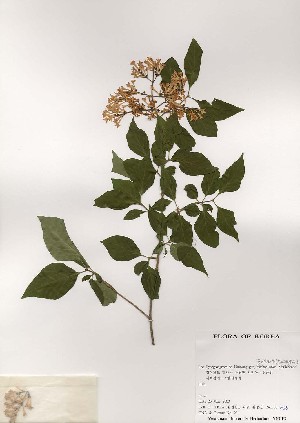  ( - PDBK2000-0855)  @11 [ ] Copyright (2000) Ki Joong Kim Korea University Herbarium (KUS)