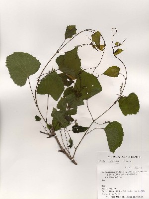  (Vitis flexuosa - PDBK2000-0861)  @11 [ ] Copyright (2000) Ki Joong Kim Korea University Herbarium (KUS)