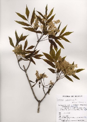  ( - PDBK2000-0975)  @11 [ ] Copyright (2000) Ki Joong Kim Korea University Herbarium (KUS)