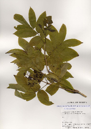  (Sambucus sieboldiana - PDBK2000-1127)  @11 [ ] Copyright (2000) Ki Joong Kim Korea University Herbarium (KUS)