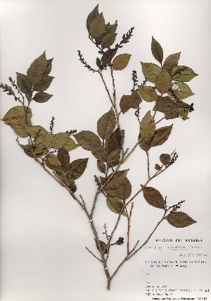  ( - PDBK2000-1164)  @11 [ ] Copyright (2000) Ki Joong Kim Korea University Herbarium (KUS)
