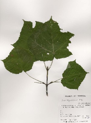  ( - PDBK2000-1298)  @11 [ ] Copyright (2000) Ki Joong Kim Korea University Herbarium (KUS)