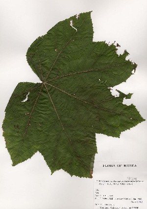  ( - PDBK2000-1329)  @11 [ ] Copyright (2000) Ki Joong Kim Korea University Herbarium (KUS)