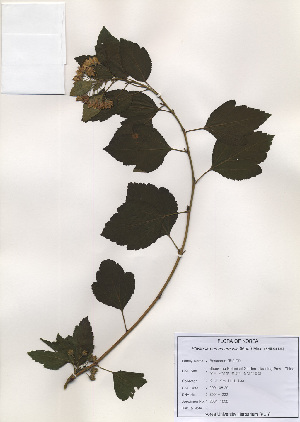  ( - PDBK2001-1232)  @11 [ ] Copyright (2001) Ki Joong Kim Korea University Herbarium (KUS)