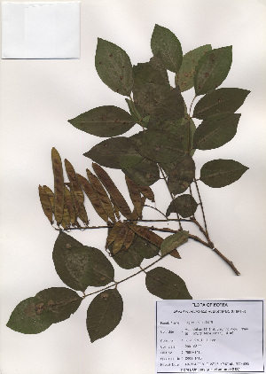  ( - PDBK2001-1410)  @11 [ ] Copyright (2001) Ki Joong Kim Korea University Herbarium (KUS)