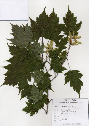  ( - PDBK2003-0869)  @11 [ ] Copyright (2003) Ki Joong Kim Korea University Herbarium (KUS)