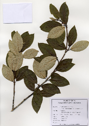  (Populus maximowiczii - PDBK2004-1277)  @11 [ ] Copyright (2004) Ki Joong Kim Korea University Herbarium (KUS)