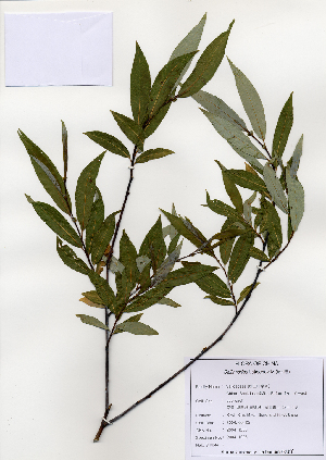  (Salix rorida - PDBK2004-1278)  @11 [ ] Copyright (2004) Ki Joong Kim Korea University Herbarium (KUS)