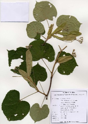  (Tilia mandshurica - PDBK2004-1299)  @11 [ ] Copyright (2004) Ki Joong Kim Korea University Herbarium (KUS)