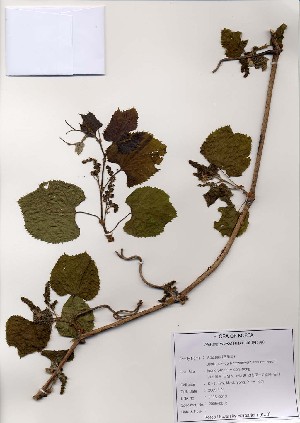 (Vitis amurensis - PDBK2005-0013)  @11 [ ] Copyright (2005) Ki Joong Kim Korea University Herbarium (KUS)