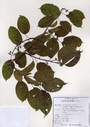  (Actinidia arguta - PDBK2005-0023)  @11 [ ] Copyright (2005) Ki Joong Kim Korea University Herbarium (KUS)
