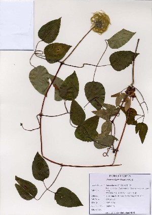  (Clematis florida - PDBK2005-0254)  @11 [ ] Copyright (2005) Ki Joong Kim Korea University Herbarium (KUS)
