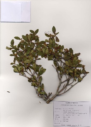  (Rhododendron dauricum - PDBK2005-0400)  @11 [ ] Copyright (2005) Ki Joong Kim Korea University Herbarium (KUS)