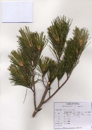  (Pinus parviflora - PDBK2005-0696)  @13 [ ] Copyright (2005) Ki Joong Kim Korea University Herbarium (KUS)