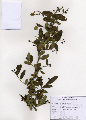  (Ligustrum obtusifolium - PDBK2005-0718)  @11 [ ] Copyright (2005) Ki Joong Kim Korea University Herbarium (KUS)