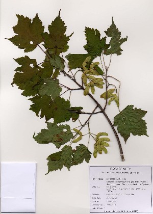 (Acer barbinerve - PDBK2005-0991)  @13 [ ] Copyright (2005) Ki Joong Kim Korea University Herbarium (KUS)