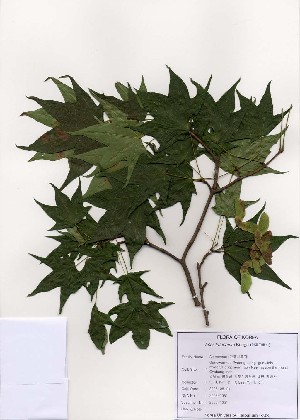  (Acer truncatum - PDBK2005-1051)  @13 [ ] Copyright (2005) Ki Joong Kim Korea University Herbarium (KUS)