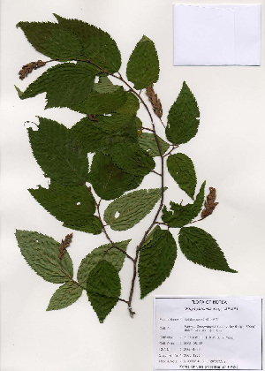  (Carpinus japonica - PDBK2005-1236)  @11 [ ] Copyright (2005) Ki Joong Kim Korea University Herbarium (KUS)