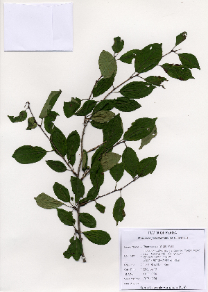  (Rhamnus yoshinoi - PDBK2005-1294)  @11 [ ] Copyright (2005) Ki Joong Kim Korea University Herbarium (KUS)