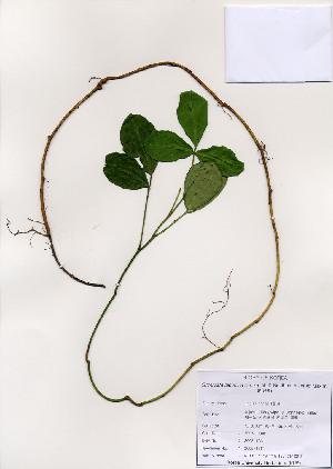  (Euchresta japonica - PDBK2005-1361)  @11 [ ] Copyright (2005) Ki Joong Kim Korea University Herbarium (KUS)