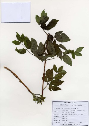  (Clematis fusca - PDBK2006-0264)  @11 [ ] Copyright (2006) Ki Joong Kim Korea University Herbarium (KUS)