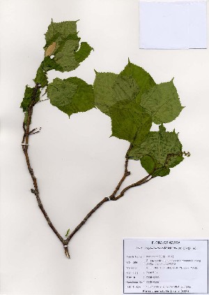  (Acer tegmentosum - PDBK2006-0288)  @13 [ ] Copyright (2006) Ki Joong Kim Korea University Herbarium (KUS)