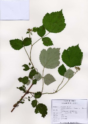  (Rubus parvifolius - PDBK2006-0725)  @11 [ ] Copyright (2006) Ki Joong Kim Korea University Herbarium (KUS)