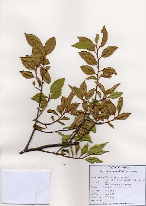  (Elaeagnus maritima - PDBK2006-0798)  @11 [ ] Copyright (2006) Ki Joong Kim Korea University Herbarium (KUS)