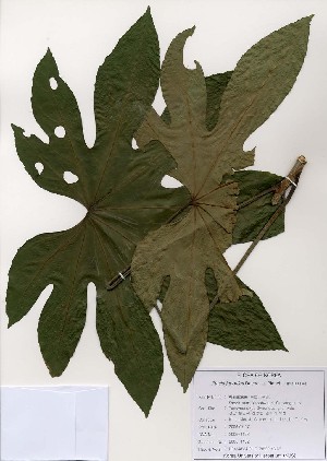  ( - PDBK2006-1132)  @11 [ ] Copyright (2006) Ki Joong Kim Korea University Herbarium (KUS)