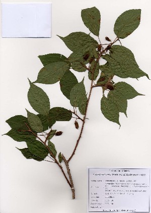  (Actinidia kolomikta - PDBK2006-1381)  @11 [ ] Copyright (2006) Ki Joong Kim Korea University Herbarium (KUS)