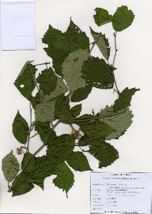  (Corylus sieboldiana - PDBK2006-1403)  @11 [ ] Copyright (2006) Ki Joong Kim Korea University Herbarium (KUS)