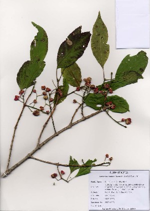  ( - PDBK2006-1653)  @11 [ ] Copyright (2006) Ki Joong Kim Korea University Herbarium (KUS)