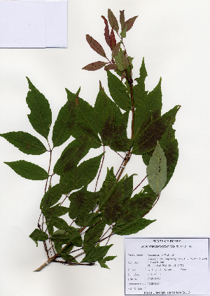  (Acer mandshuricum - PDBK2006-2224)  @13 [ ] Copyright (2006) Ki Joong Kim Korea University Herbarium (KUS)