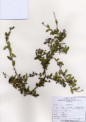  (Ligustrum ibota - PDBK2006-2420)  @11 [ ] Copyright (2006) Ki Joong Kim Korea University Herbarium (KUS)