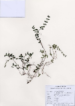  (Mitchella - PDBK2006-2461)  @11 [ ] Copyright (2006) Ki Joong Kim Korea University Herbarium (KUS)