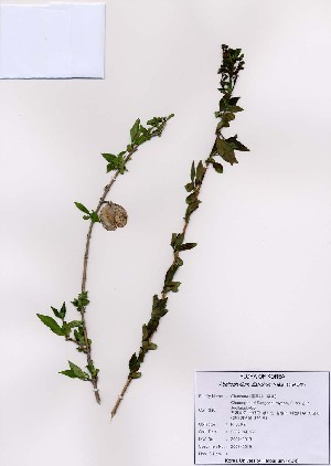  (Abeliophyllum - PDBK2007-0019)  @11 [ ] Copyright (2007) Ki Joong Kim Korea University Herbarium (KUS)