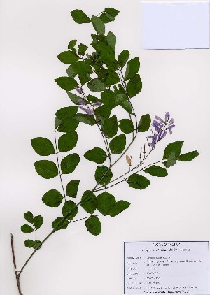  (Indigofera kirilowii - PDBK2007-0190)  @11 [ ] Copyright (2007) Ki Joong Kim Korea University Herbarium (KUS)