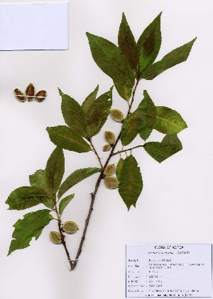  (Prunus armeniaca - PDBK2007-0195)  @11 [ ] Copyright (2007) Ki Joong Kim Korea University Herbarium (KUS)