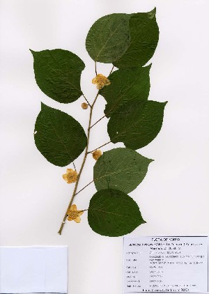  ( - PDBK2007-0264)  @11 [ ] Copyright (2007) Ki Joong Kim Korea University Herbarium (KUS)